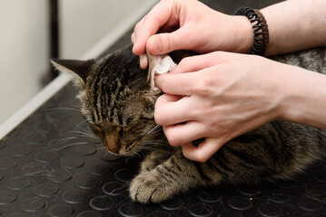 groomer cleaning ear of smoky cat with cotton pad