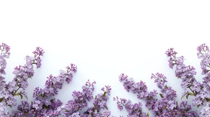 Naklejka premium Lush lilac spring flowers bloom against a backdrop of pure white creating a picturesque scene with plenty of room for text Syringa vulgaris varieties add a touch of charm to the composition