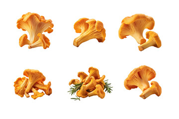 Fototapeta na wymiar A set of fresh chantrelle mushrooms isolated with transparent background