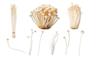 A set of enoki mushrooms isolated with transparent background