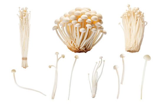A set of enoki mushrooms isolated with transparent background