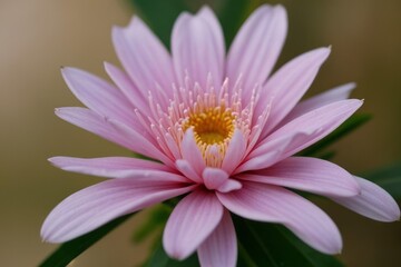 close up shot professional photograph of single flower