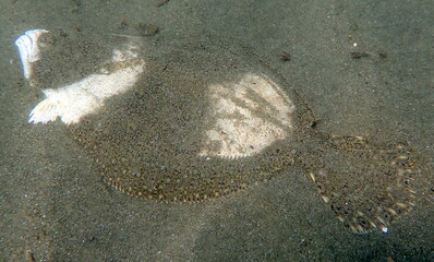 Costa Rica sea life