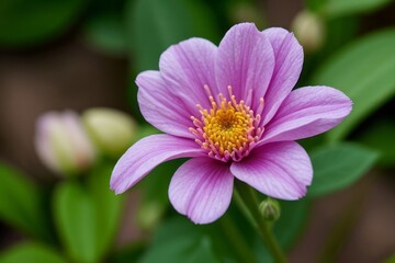 Fototapeta premium close up shot professional photograph of single flower