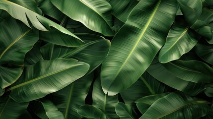 banana leaf