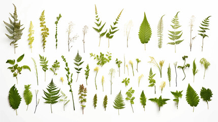 Green fern garden with moss-covered rocks and soil, isolated on white background. © Pickoloh