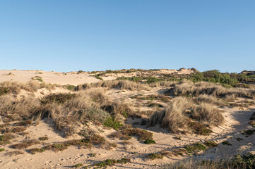 Sand dunes with grass on the beach near the Atlantic ocean in Portugal