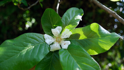 Close-up of medlar flower. White flower in green leaves. Latin name : Mespilus germanica