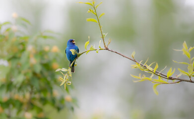 indigo bunting singing on branch