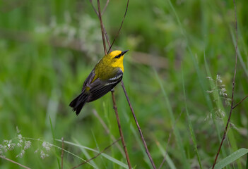 blue winged warbler on reed