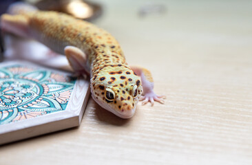 Leopard gecko lizard close up, eublepharis macularius sneaking, macro photo. Place for text