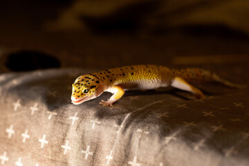 The leopard gecko (Eublepharis macularius) is a lizard native to South Asia and Spain.