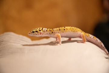 Leopard gecko lizard on blurred background, eublepharis macularius, animal close up
