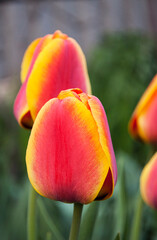 two-color tulip on a background of bright tulips
