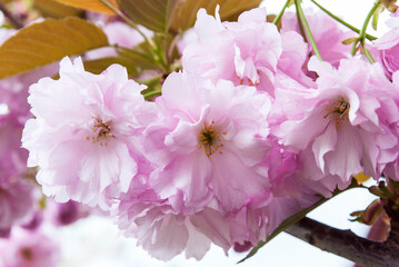 delicate double pink sakura flowers