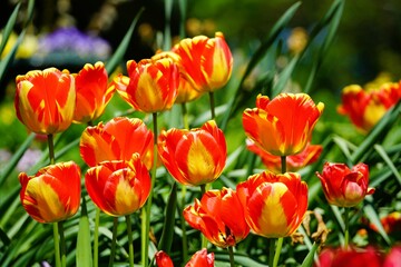 red and yellow tulip