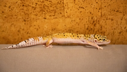 Yellow spotted leopard gecko full length, side view