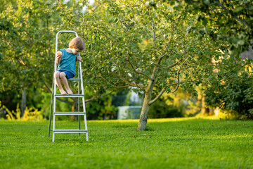 Cute little boy helping to harvest apples in apple tree orchard in summer day. Child picking fruits...
