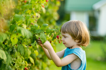 Cute little boy picking fresh berries on organic raspberry farm on warm summer day. Harvesting fresh berries on fall day.