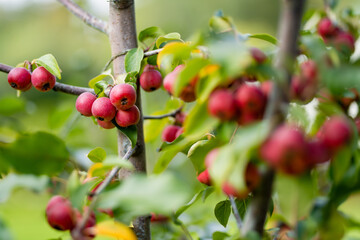 Obraz premium Small red paradise apples on a tree branch on fall day. Autumn fruits, harvest and harvesting concept.