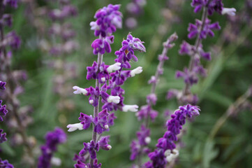 Fototapeta premium Purple flowers of Salvia leucantha blooming in autumn