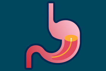 esophagus vector illustration