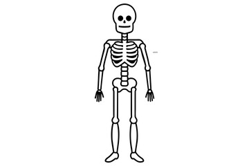 skeleton line art silhouette illustration