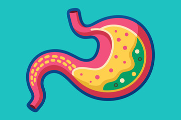 stomach vector illustration