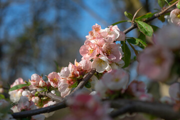 close-up of pink Chaenomeles blossoms in hard sunlight in the park early evening in spring