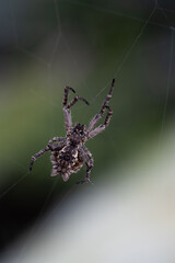 Spider climbing web
