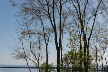 view of lake and screen of tree in near silhouette in spring