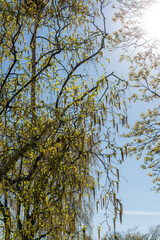 birch tree with catkins on a blue sky with silhouetted trees in spring