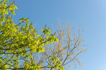 spring horse chestnut leaves (and others) on a blue sky