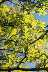 horse chestnut (Aesculus hippocastanum) palmately compound leaves on branches and blue sky