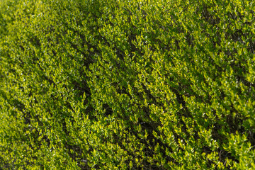 green hedge background (shallow depth of field focus)