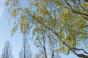 springtime birch tree with catkins on a blue sky with silhouetted trees