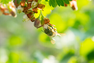 A fly sits beautifully on the flower.