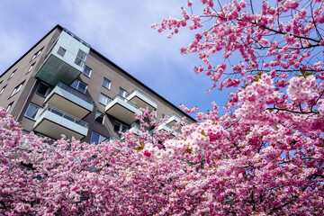 Close up of cherry blossom in front of a building