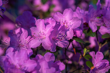 flowers in the garden