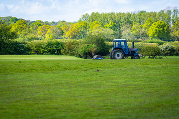 Rustic Fields Vintage Tractor and Grazing Sheep