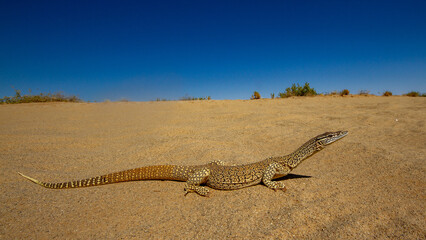 Australian Sand Monitor resting on inland Australian sand dune