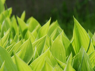 Konwalie - zielone liście konwalii