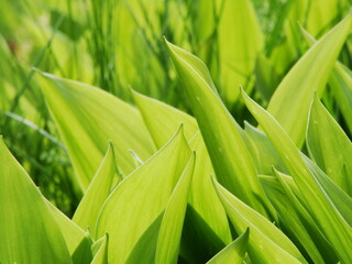 Konwalie - zielone liście konwalii © tomo81