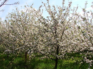 Kwiaty na drzewach owocowych - wiosna w ogrodzie