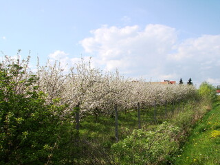 Kwiaty na drzewach owocowych - wiosna w ogrodzie © tomo81