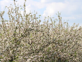 Kwiaty na drzewach owocowych - wiosna w ogrodzie