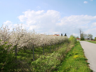 Kwiaty na drzewach owocowych - wiosna w ogrodzie © tomo81