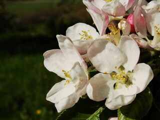Kwiaty na drzewach owocowych - wiosna w ogrodzie © tomo81