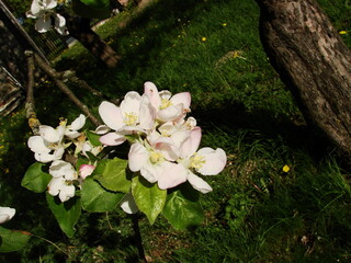 Kwiaty na drzewach owocowych - wiosna w ogrodzie © tomo81