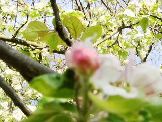 Kwiaty na drzewach owocowych - wiosna w ogrodzie © tomo81